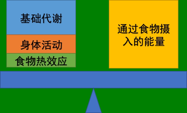 优质蛋白在控制体重中的作用